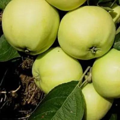 Яблоня ПАПИРОВКА в Борисове