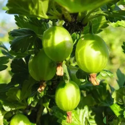 Крыжовник МАЛАХИТ в Борисове