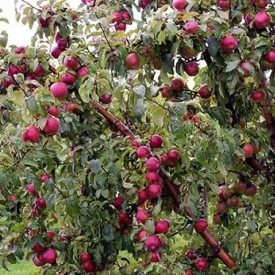 Яблоня ЛОБО в Борисове