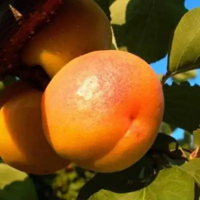 Абрикос СПАДЧЫНА в Борисове