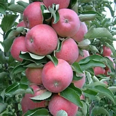 Яблоня АНТЕЙ КИЕВСКИЙ колонновидная в Борисове