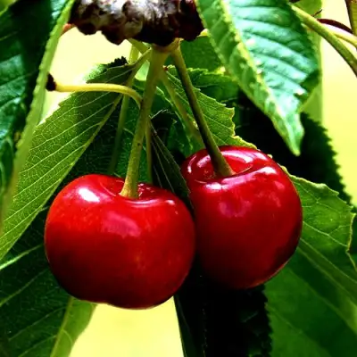 Вишня НИКА в Борисове