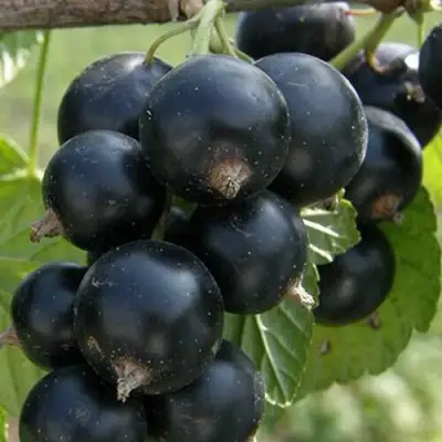 Смородина черная КЛУССОНОВСКАЯ в Борисове