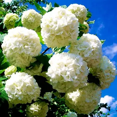 Калина БУЛЬДЕНЕЖ в Борисове