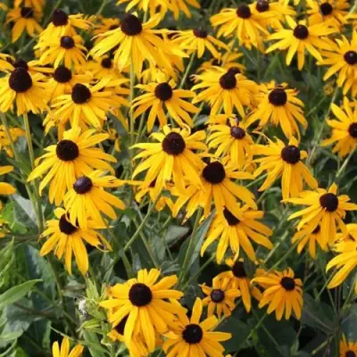 Рудбекия блестящая в Борисове