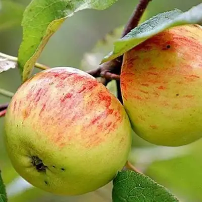 Яблоня РАНЕТКА (КОРОБОВКА) в Борисове