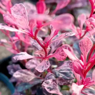 Барбарис РОУЗ ГЛОУ тунберга в Борисове