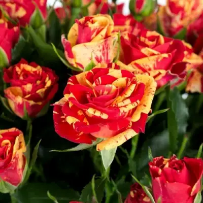 Роза ФАЙЕР ФЛЕШ спрей в Борисове