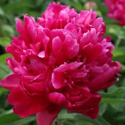 Пион ПЕСНЬ ВЕТРА травянистый в Борисове