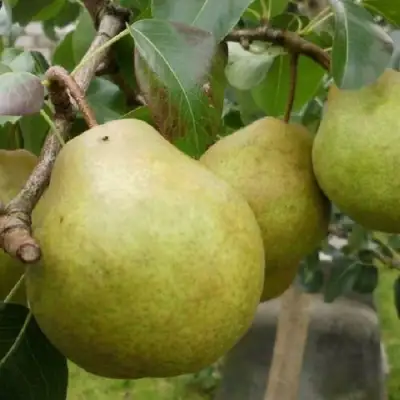 Груша ПЛАТОНОВСКАЯ в Борисове