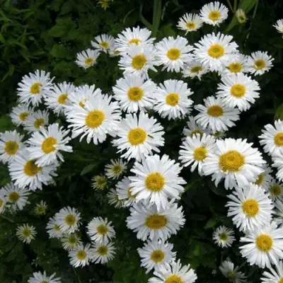 Астра АЛЬБУС альпийская в Борисове