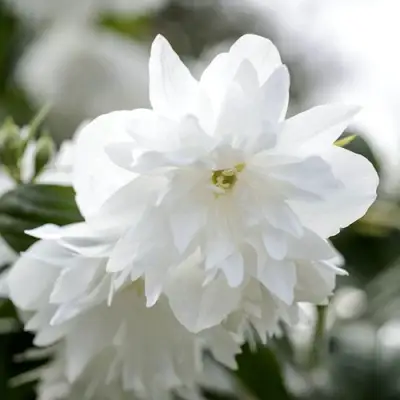 Жасмин МИНЕСОТА СНОУФЛЕЙК в Борисове