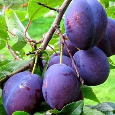 Слива ВЕНГЕРКА БЕЛОРУССКАЯ в Борисове