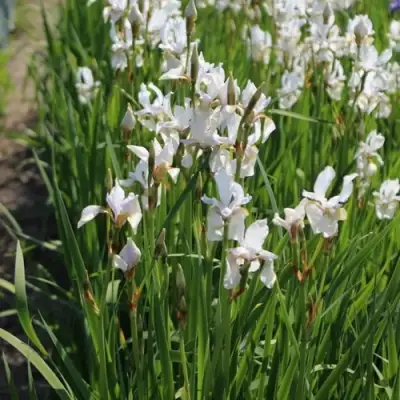 Ирис АЛЬБА сибирский в Борисове