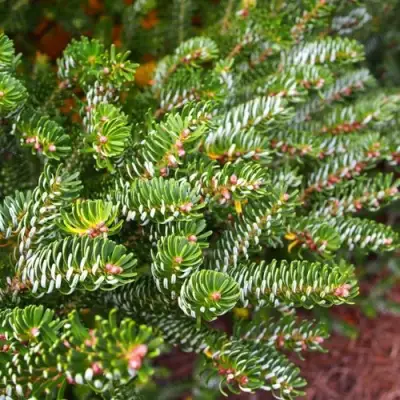 Пихта белая в Борисове