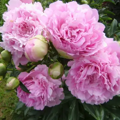 Пион ДИННЕР ПЛЕЙТ травянистый в Борисове