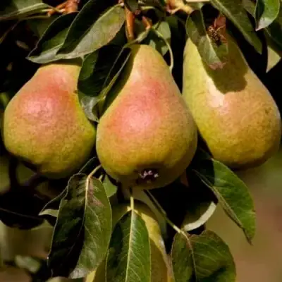Груша РУССКАЯ КРАСАВИЦА (КРАСАВИЦА ЧЕРНЕНКО) в Борисове