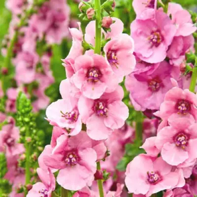 Коровяк ПИНК ДОМИНО гибридный (вербаскум) в Борисове
