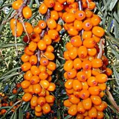 Облепиха СУДАРУШКА в Борисове