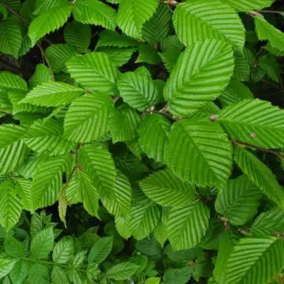 Граб  в Борисове