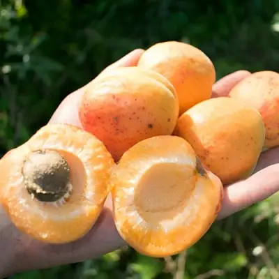 Абрикос ХАРГРАНД в Борисове