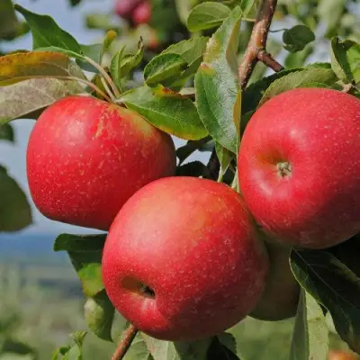 Яблоня ГАЛА МАСТ в Борисове