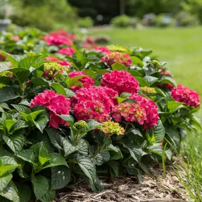 Гортензия ЭНДЛЕСС САММЕР ЛАВ крупнолистная в Борисове