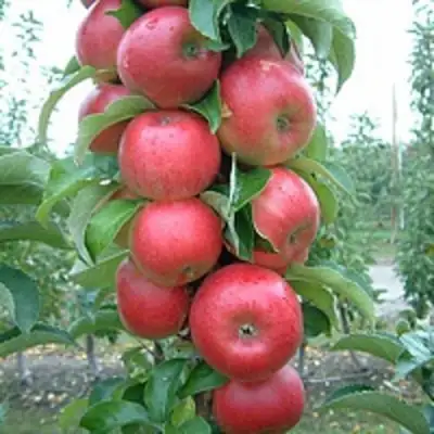 Яблоня АНТЕЙ КИЕВСКИЙ колонновидная в Борисове