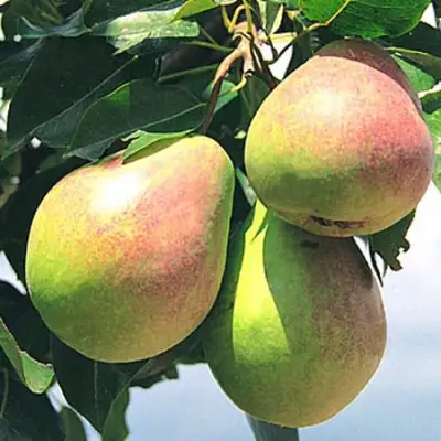 Груша ДУХМЯНАЯ в Борисове