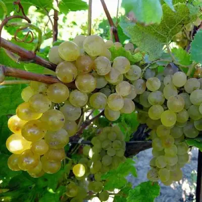 Виноград КРИСТАЛЛ в Борисове