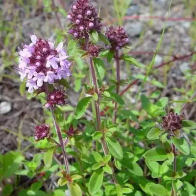 Тимьян яйцевидный в Борисове