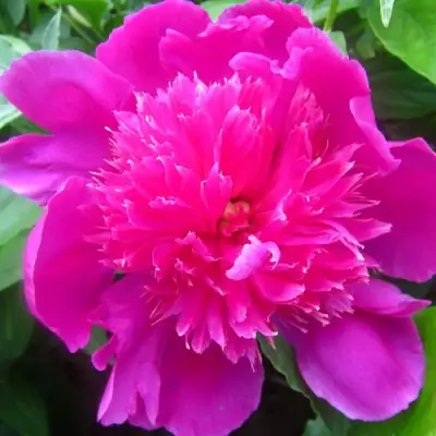 Пион РОЗОВЫЙ БУДДА травянистый в Борисове