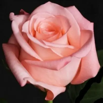 Роза АНГАЖЕМЕНТ чайно-гибридная в Борисове