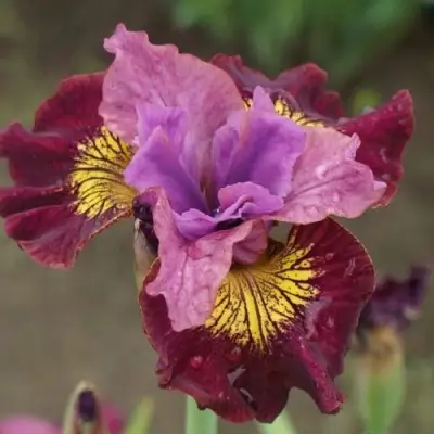 Ирис МИСС ЭППЛ сибирский в Борисове