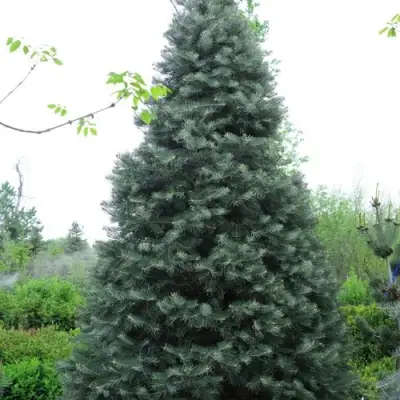 Пихта белая в Борисове