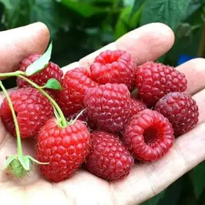 Малина ХИМБО-ТОП в Борисове