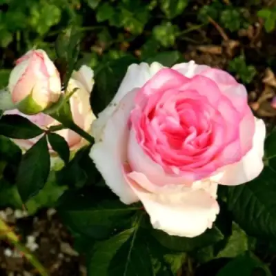 Роза ДОЛЬЧЕ ВИТА чайно-гибридная в Борисове