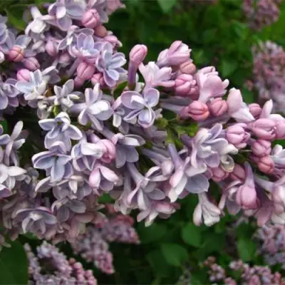 Сирень КОНДОРСЕ в Борисове