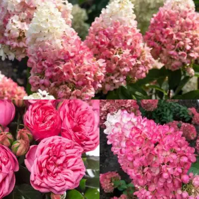 Комплект МАЛИНОВЫЙ ДЕСЕРТ в Борисове