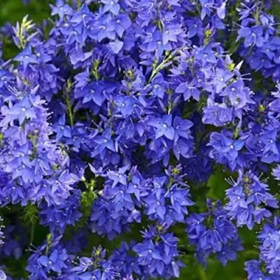 Вероника РОЯЛ БЛЮ большая в Борисове