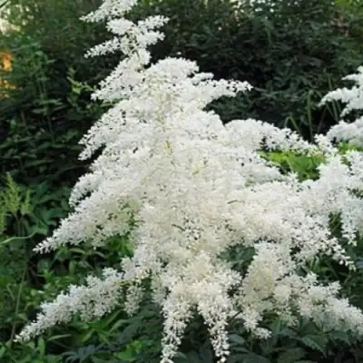 Астильба БРАУТШЛЕЙЕР Арендса в Борисове