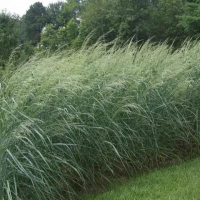 Просо ДЕВЕЙ БЛЮ в Борисове