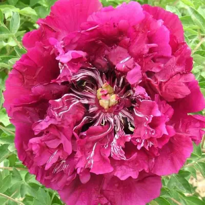 Пион ПУРПУРНЫЙ ОКЕАН древовидный в Борисове