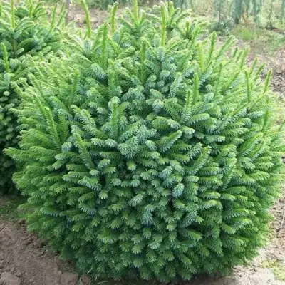 Ель НАНА сербская в Борисове