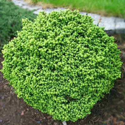 Ель ЛИТЛ ДЖЕМ обыкновенная в Борисове