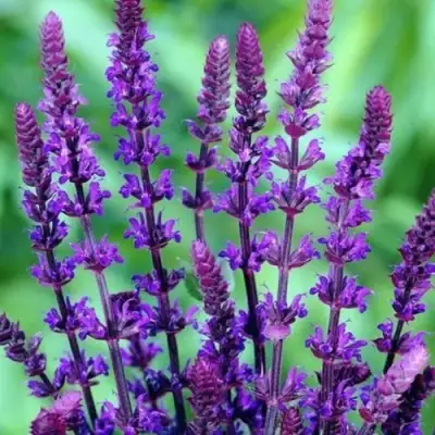 Шалфей КАРАДОНА в Борисове