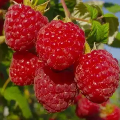 Малина ЭЛЕГАНТНАЯ в Борисове