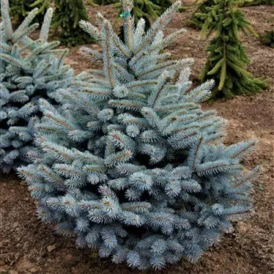 Ель МИСТИ БЛЮ голубая в Борисове