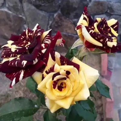 Роза АБРАКАДАБРА чайно-гибридная в Борисове