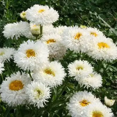 Нивяник КРЕЙЗИ ДЕЙЗИ наибольший в Борисове